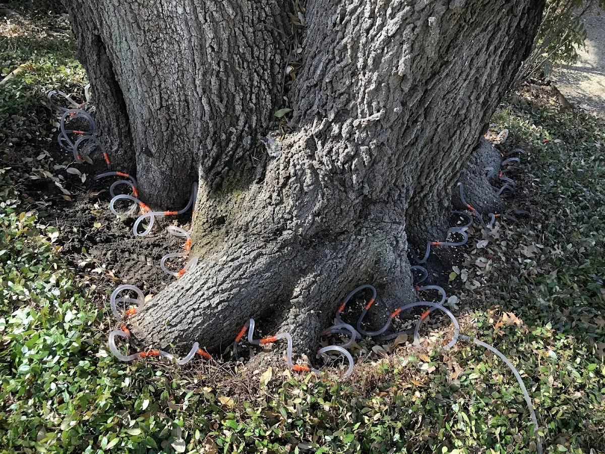 Detailed Tree Cabling and Bracing job site in Pawleys Island