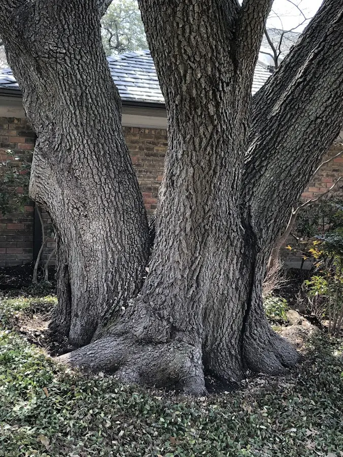 Mature heritage tree close to a Pawleys Island property cared for by certified arborists